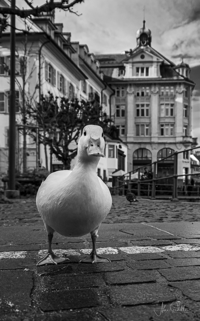 "...Seitensprünge... in Luzern..."