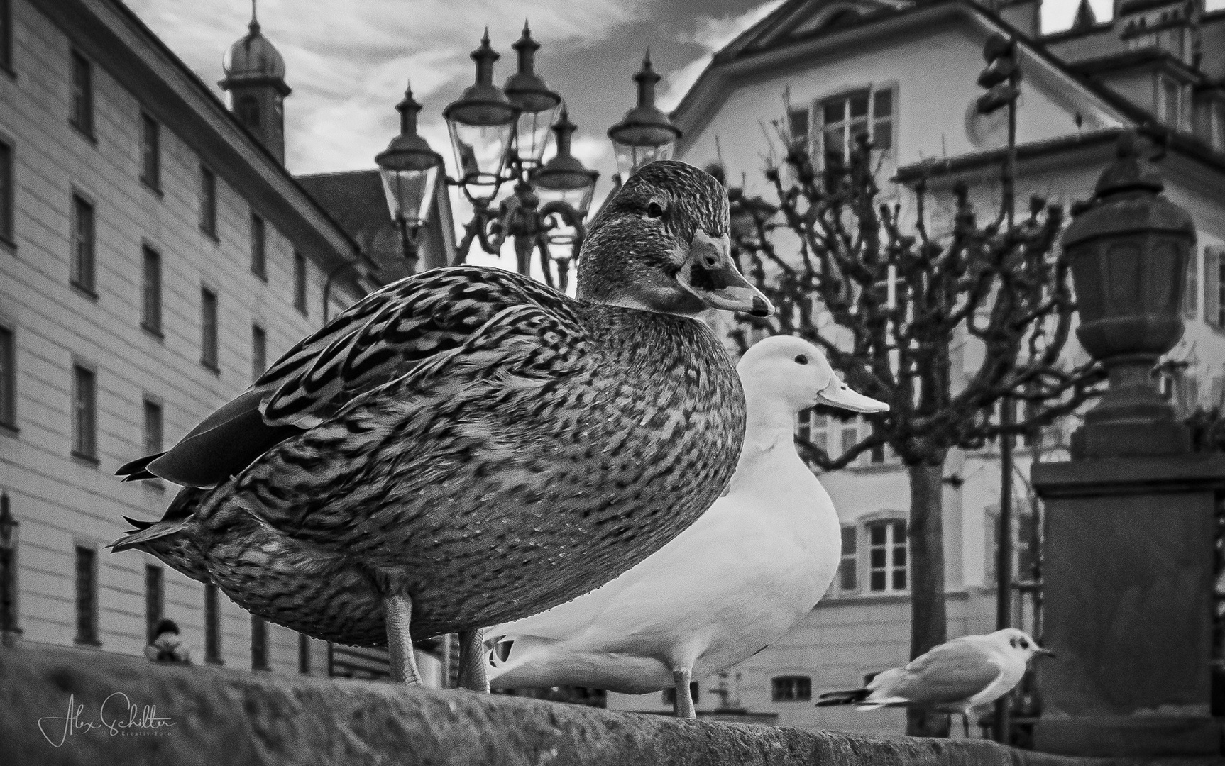 "...Seitensprünge... in Luzern..."