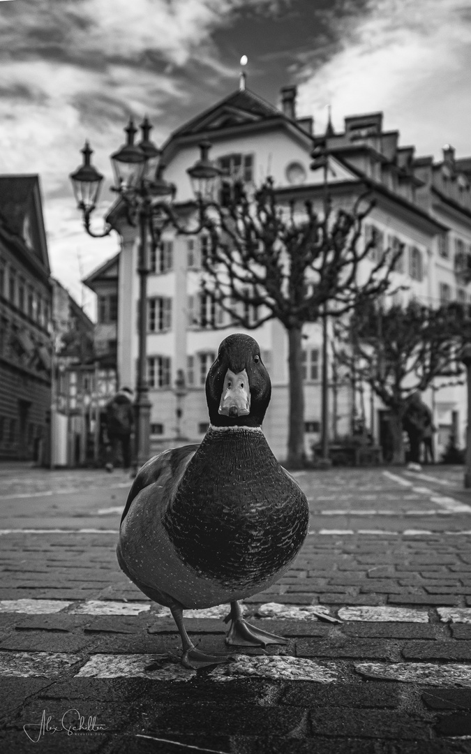 "...Seitensprünge... in Luzern..."