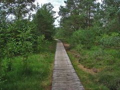 Seitenweg im Moor