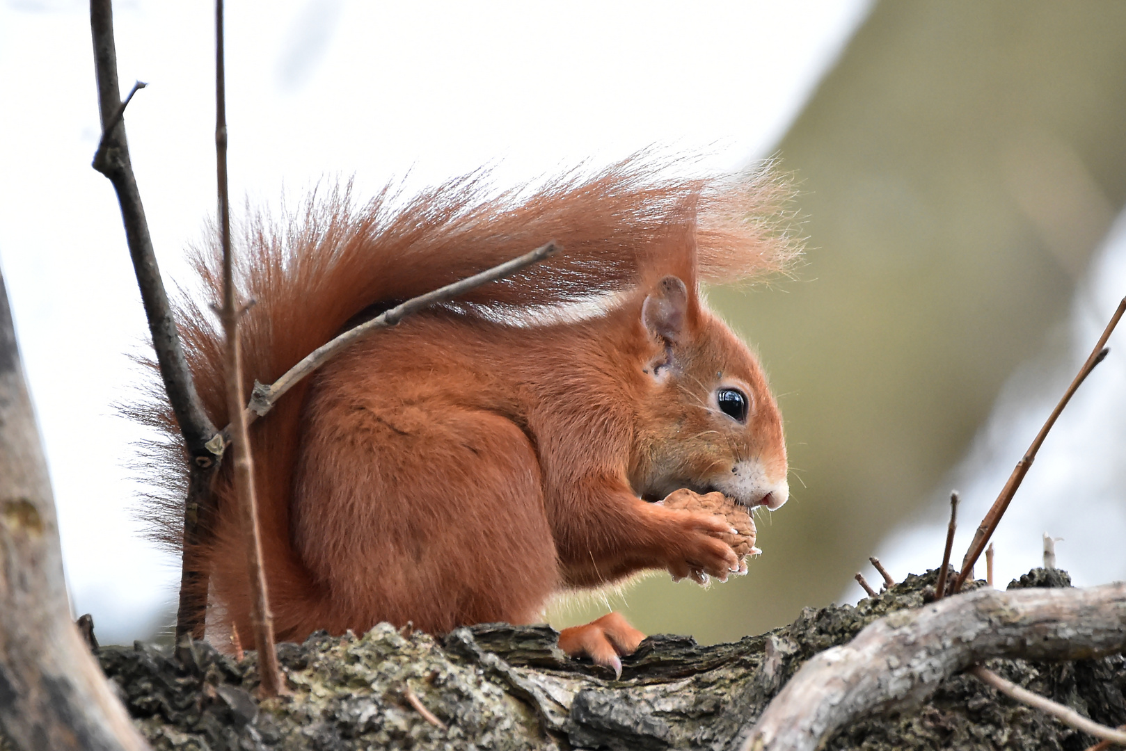 Seitenwind Foto & Bild eichhörnchen, natur, tiere Bilder auf