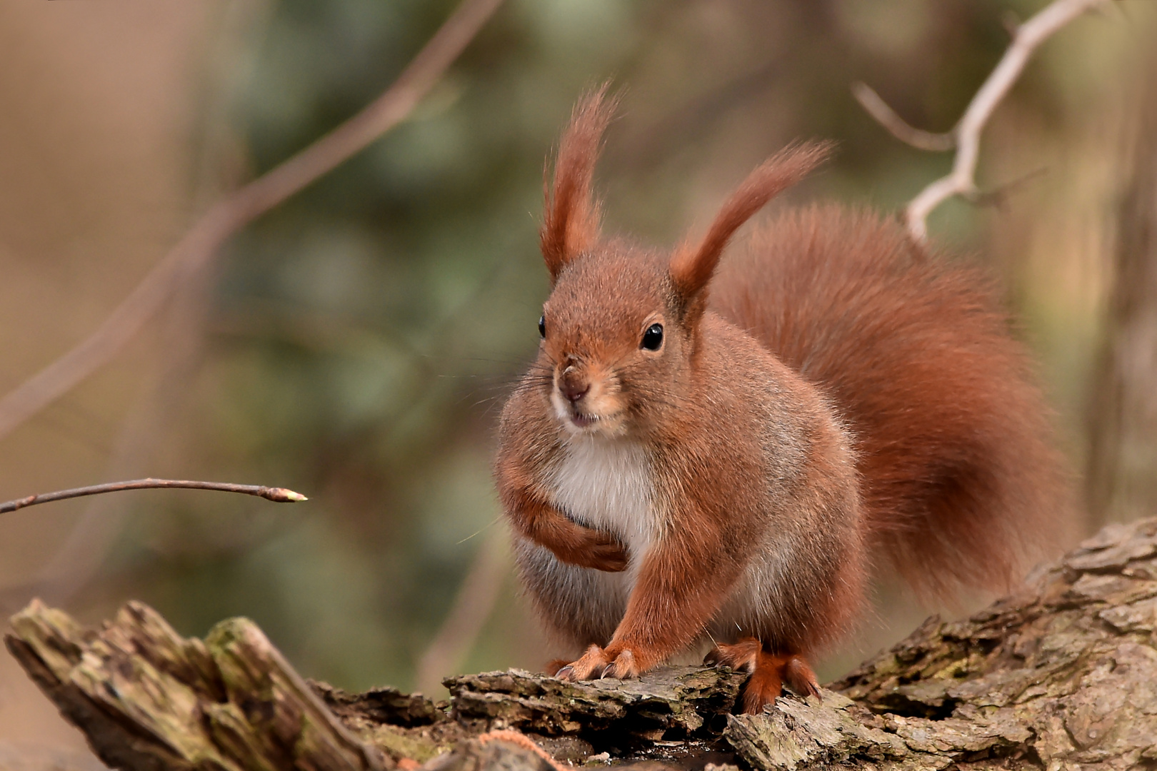 Seitenwind Foto & Bild eichhörnchen, natur, tiere Bilder auf