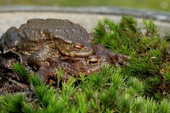 seitlich betrachtet / Sie werden jährlich weniger