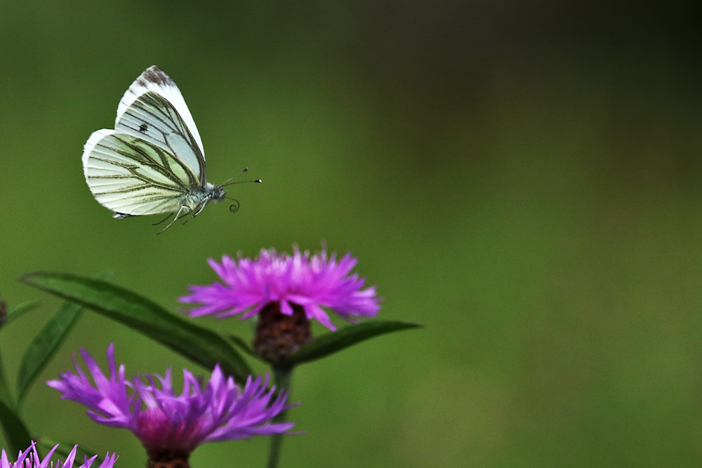 seitlich im Flug