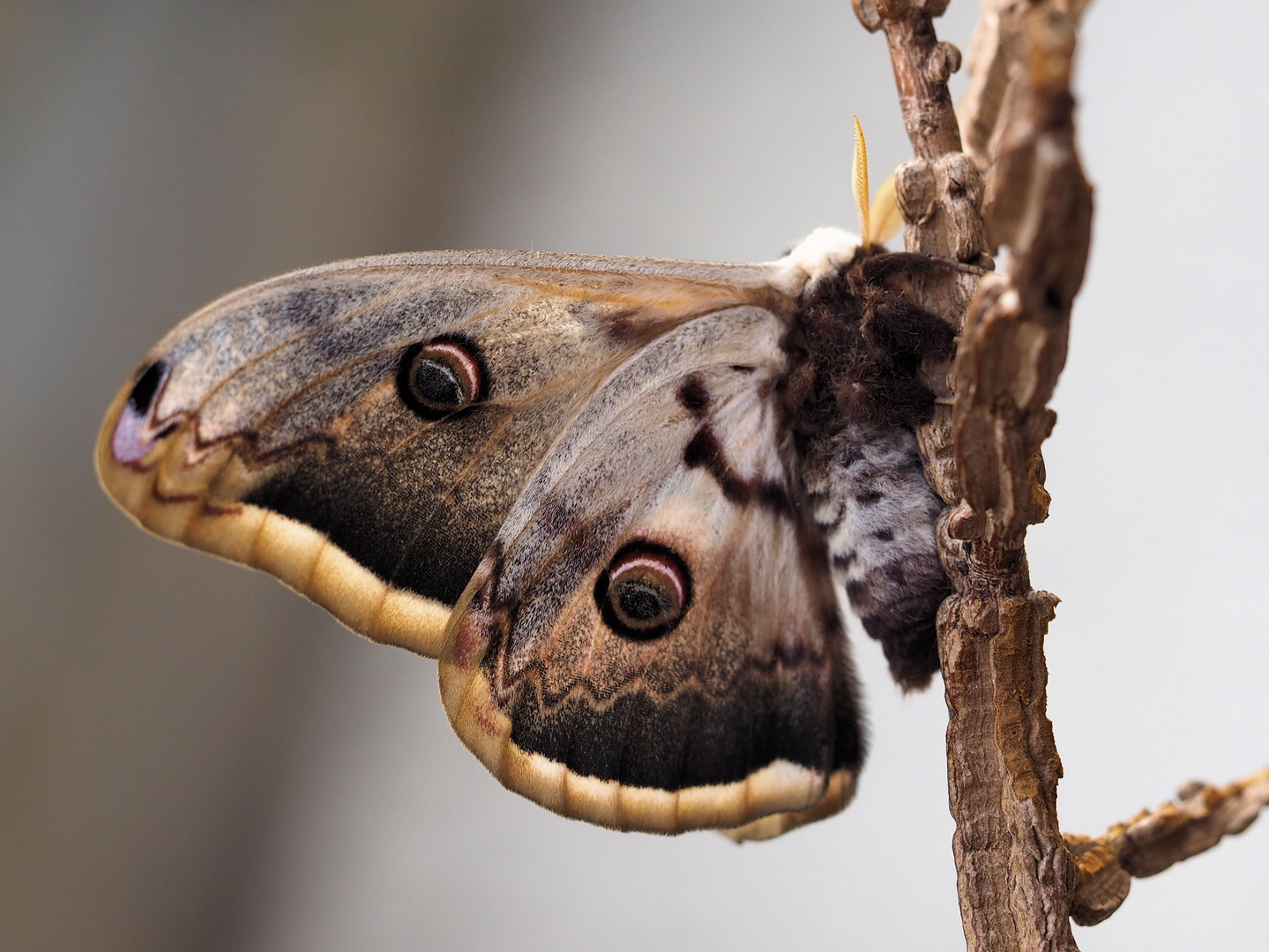 Seitliche Ansicht von Saturnia pyri