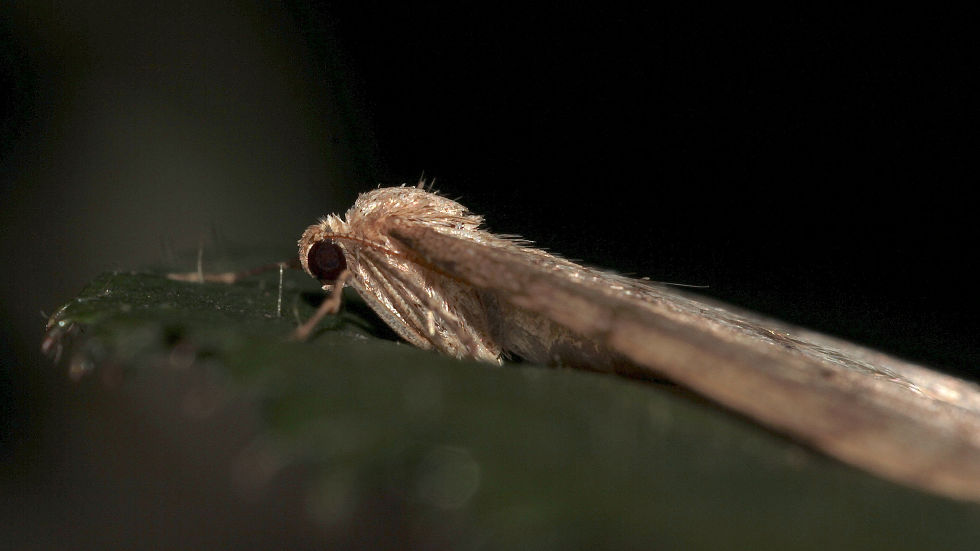 Seitliche Nahaufnahme des Buchen-Frostspanners (Operophtera fagata)