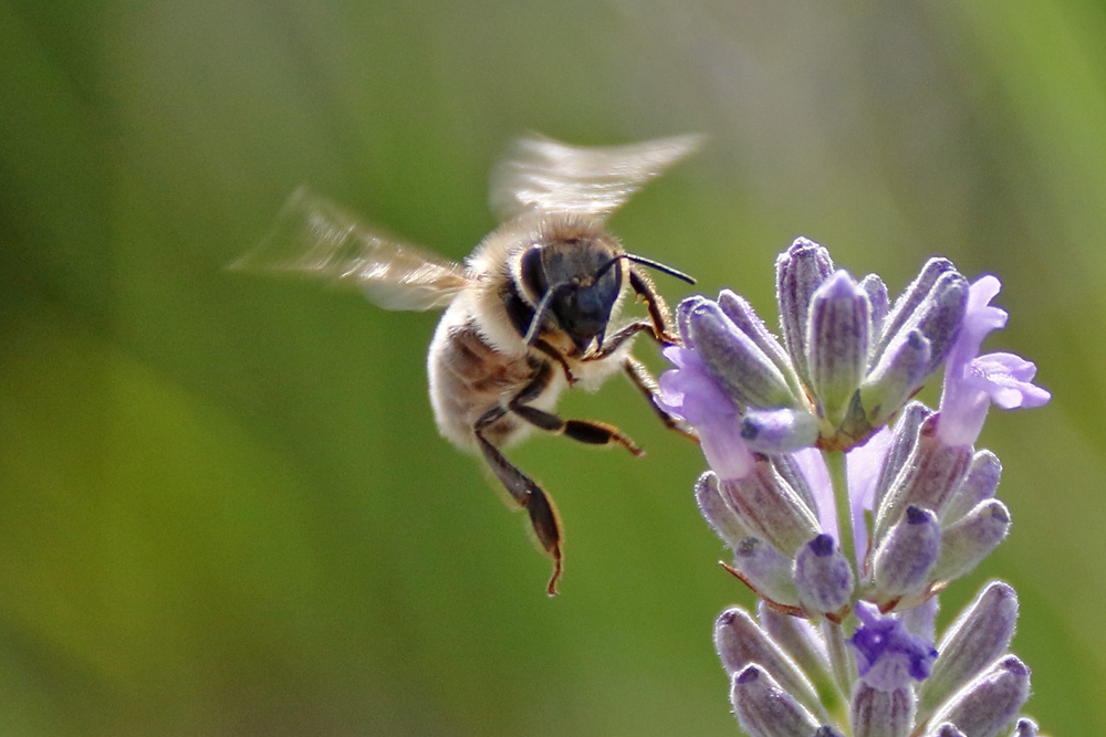 seitlicher Anflug der Biene auf den Lavendel......