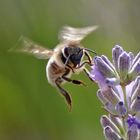 seitlicher Anflug der Biene auf den Lavendel......