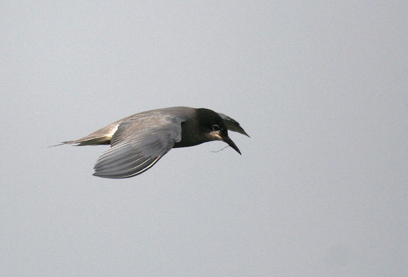 Seitlicher Vorbeiflug