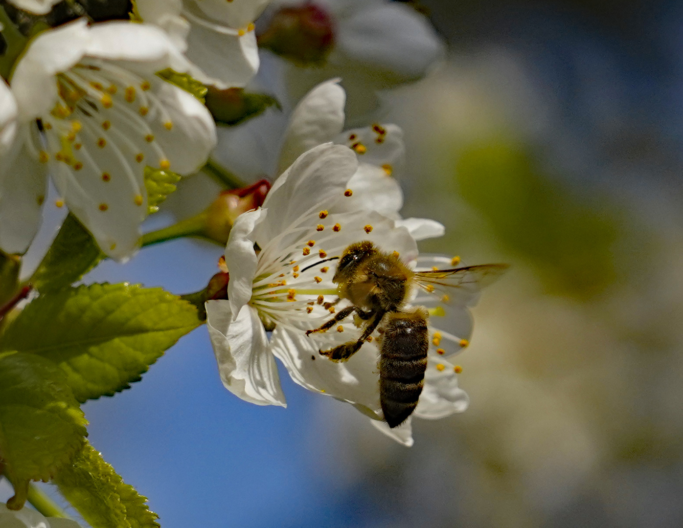 seitliches Makro einer  Biene bei der Nektaraufnahme und Befruchtung der Kirschblüte