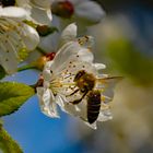 seitliches Makro einer  Biene bei der Nektaraufnahme und Befruchtung der Kirschblüte