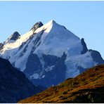 Seitliches Murmeltier, mögliche Aufstiegsrouten am mittigen Piz Roseg studierend