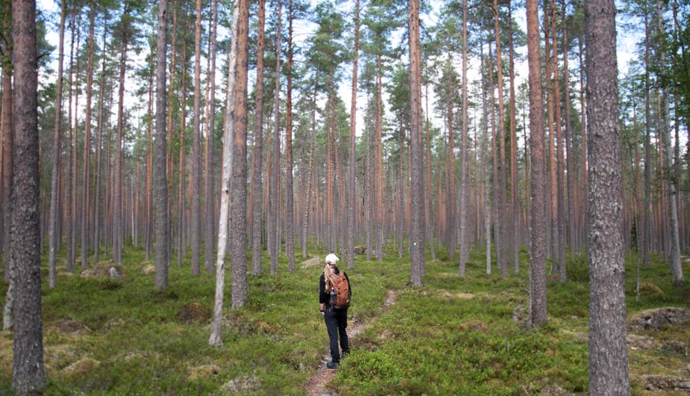 Seitseminen Nationalpark 