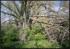 ...seitwärt´s in die Büsche...