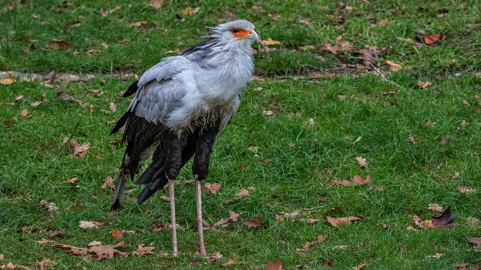 Sekretär 001