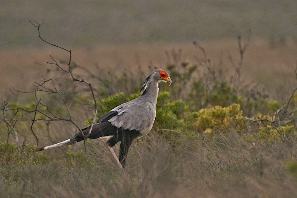 Sekretär