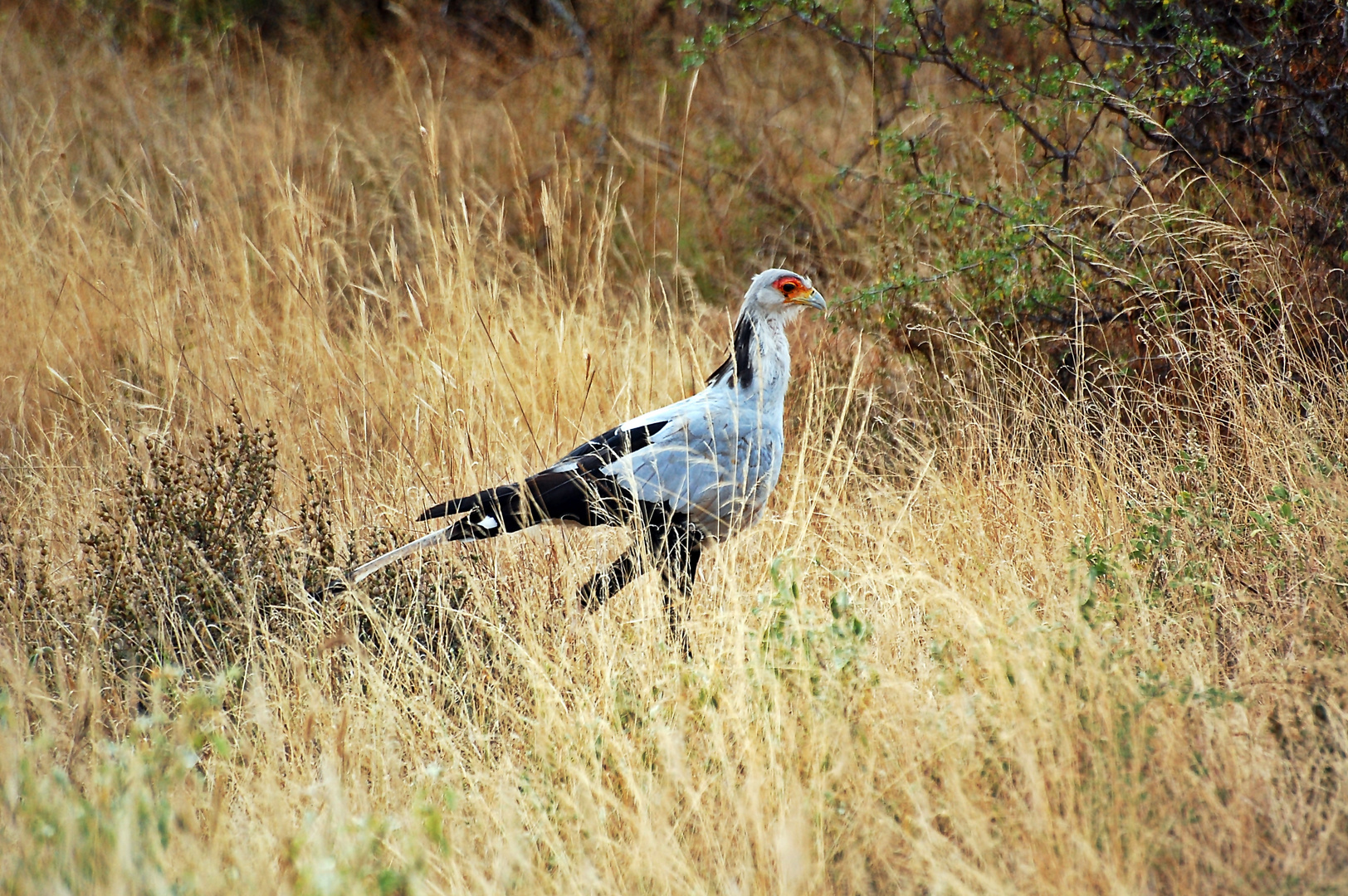 Sekretär