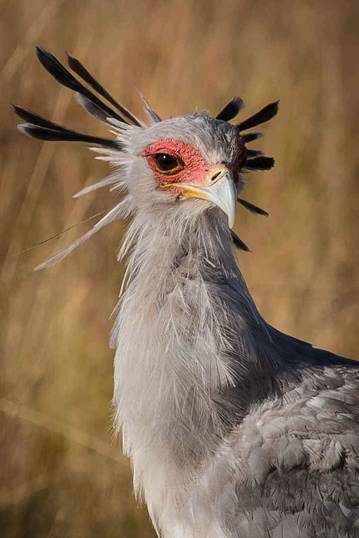 Sekretär