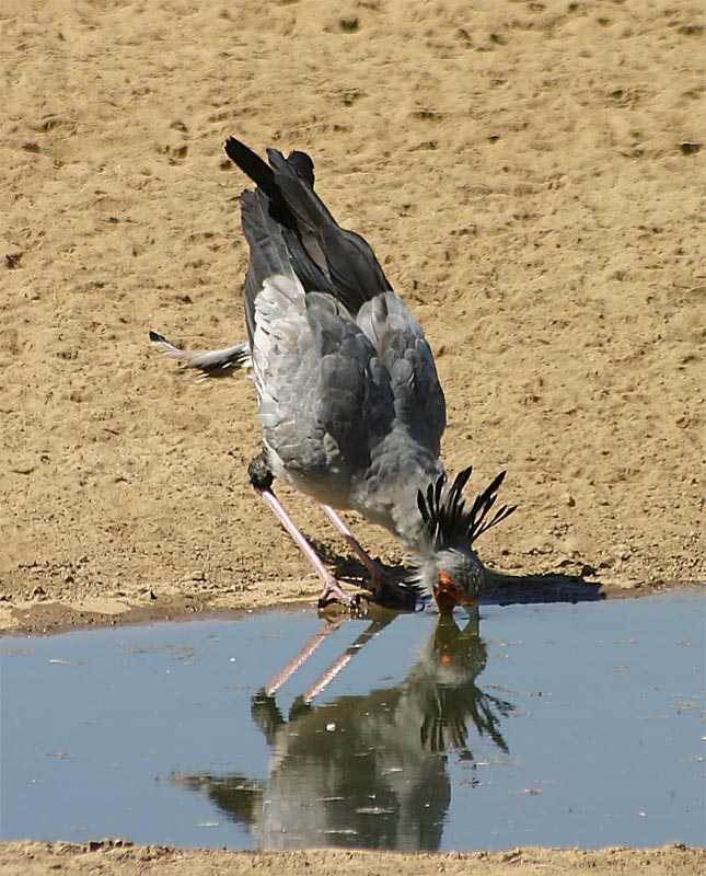 Sekretär