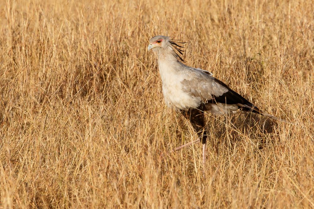 Sekretär