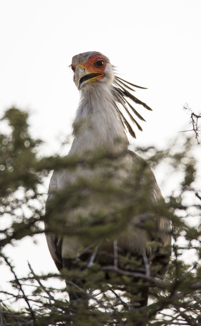 Sekretär