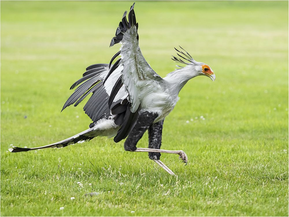 Sekretär auf der Flucht?