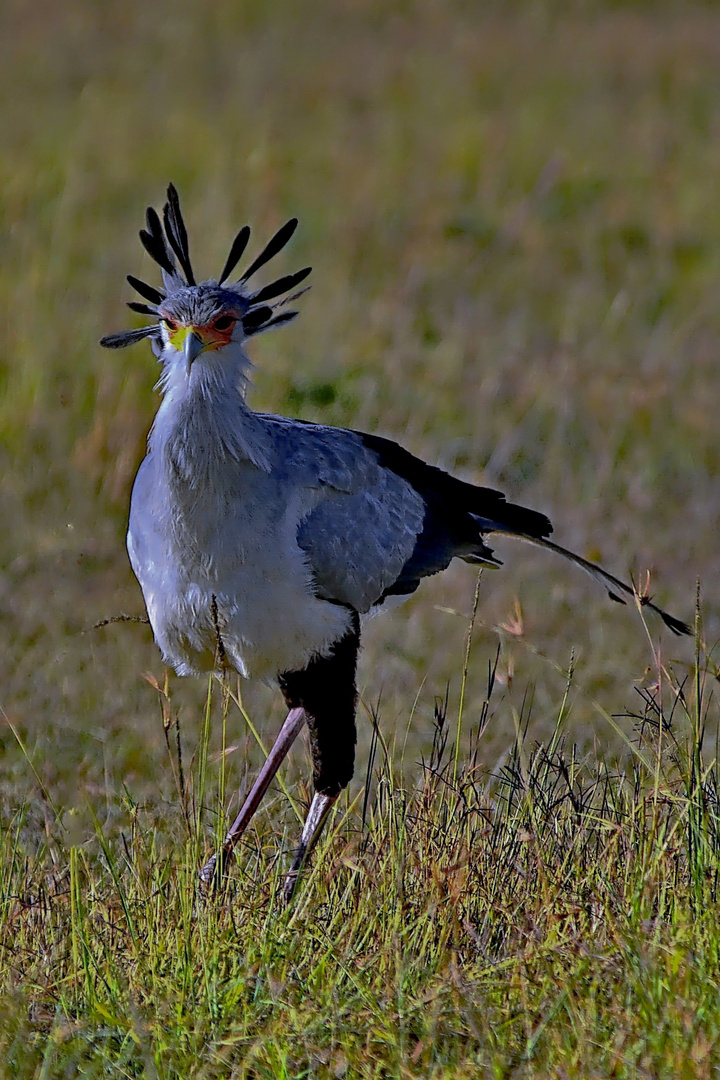 Sekretär