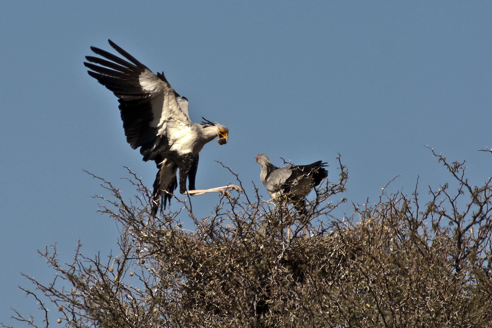 Sekretär bei der Futterübergabe am Horst (Kgalagadi Transfontier Nationalpark)