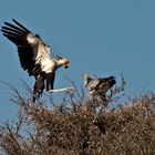 Sekretär bei der Futterübergabe am Horst (Kgalagadi Transfontier Nationalpark)