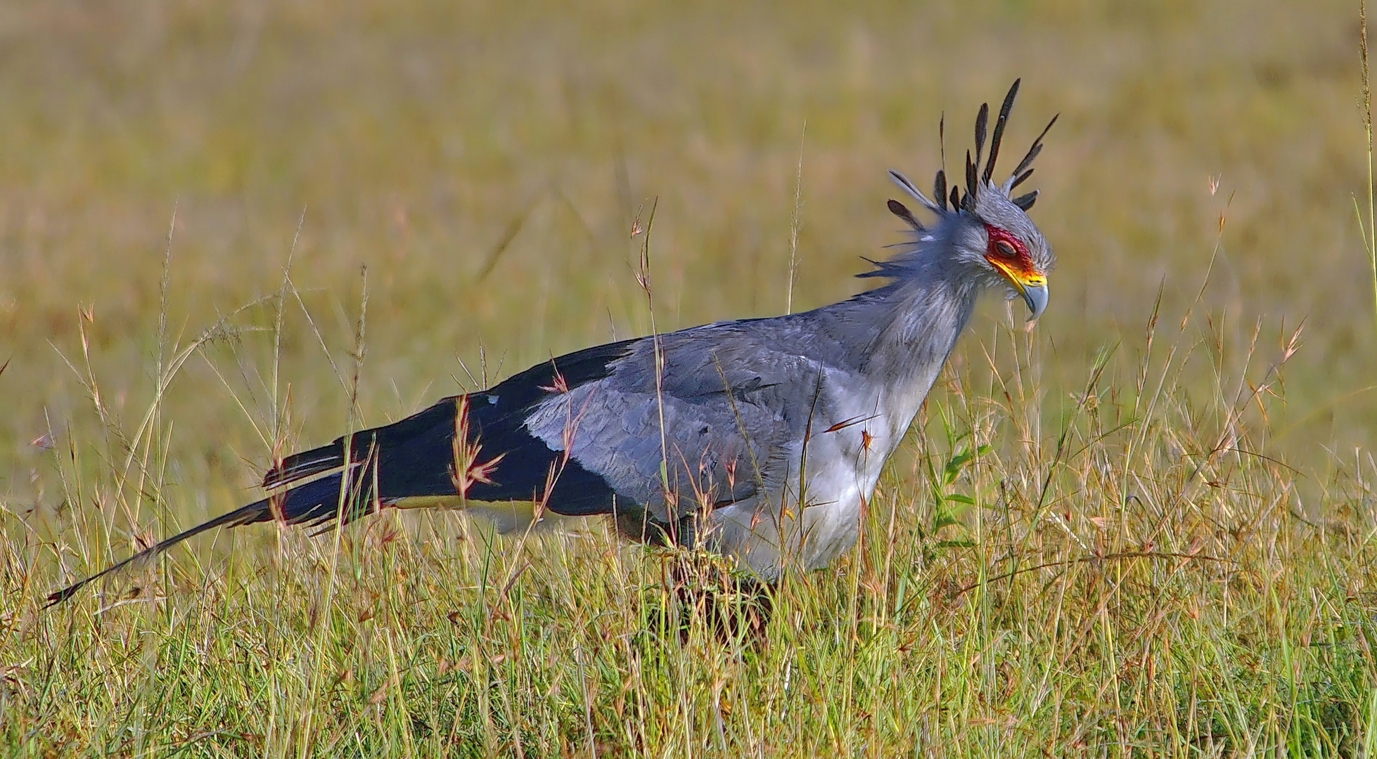 Sekretär