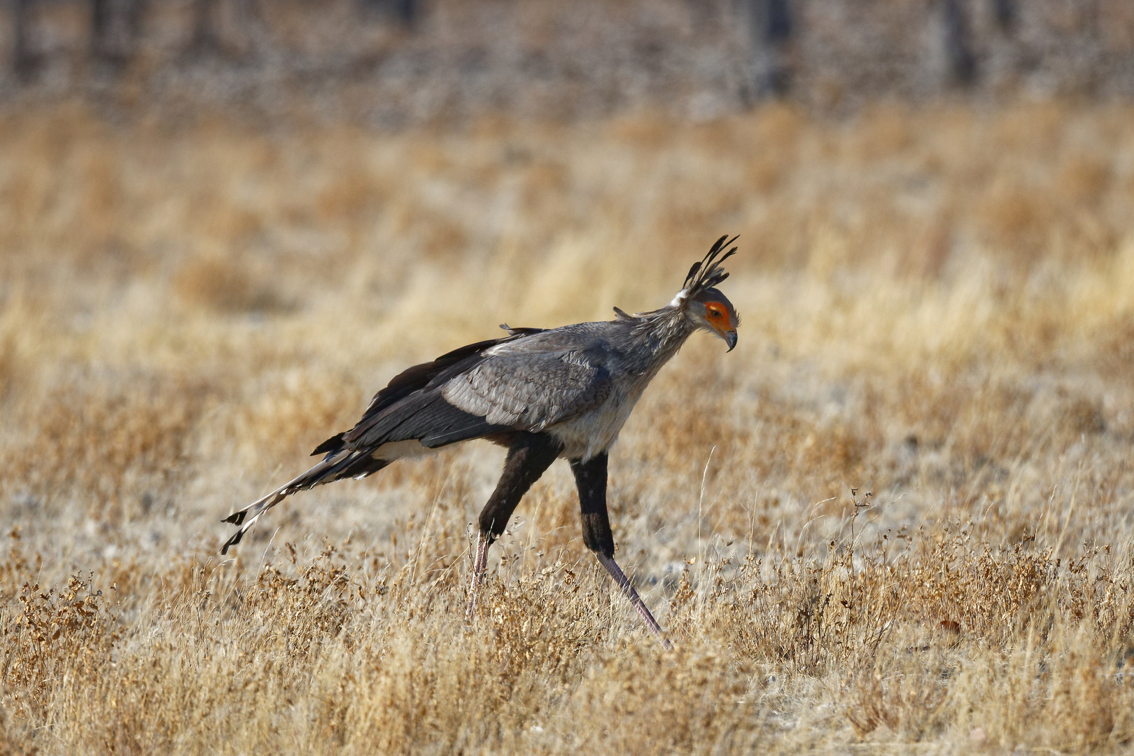 Sekretär