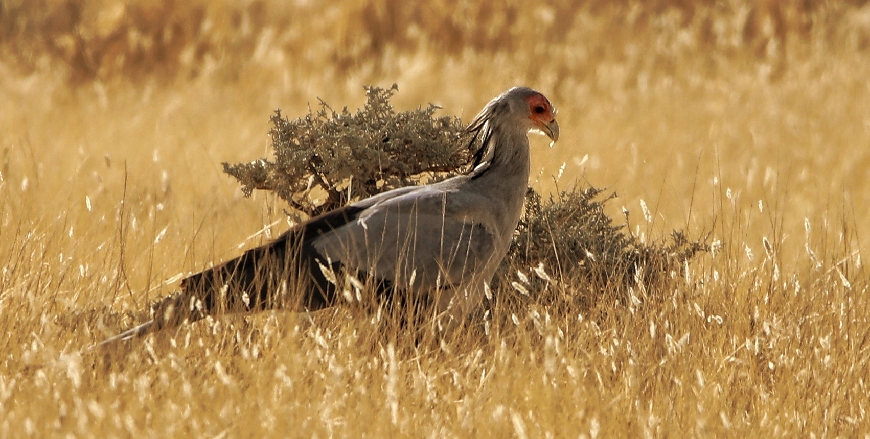 Sekretär