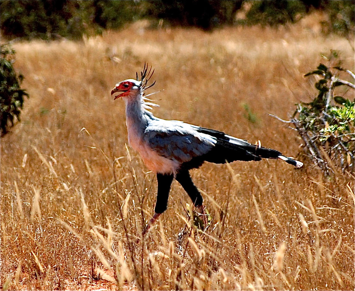 Sekretär / Greifvogel im Nationalpark Tsavo East / Kenia