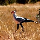 Sekretär / Greifvogel im Nationalpark Tsavo East / Kenia