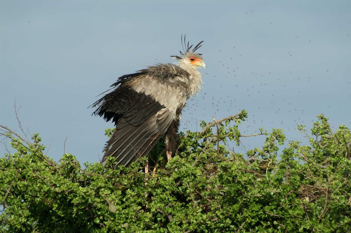 Sekretär im Baum