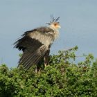 Sekretär im Baum