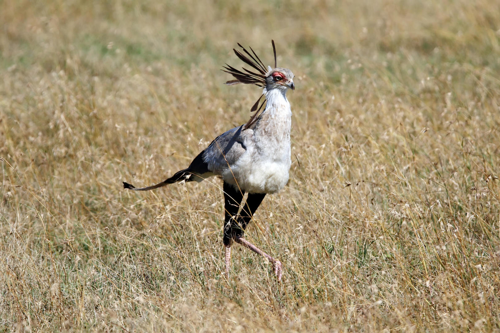 Sekretär im Wind