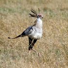 Sekretär im Wind