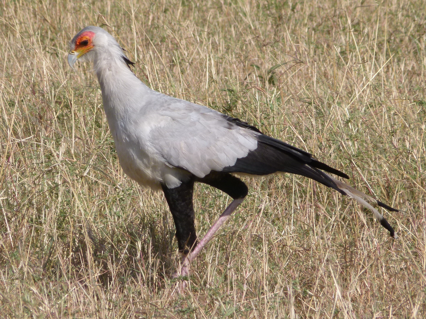 Sekretär in der Masai Mara