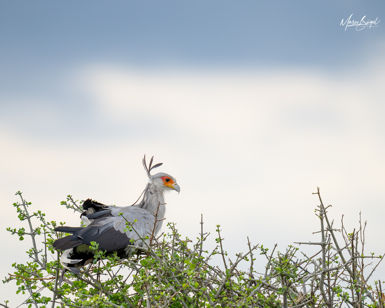 Sekretär in der Masai Mara