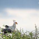 Sekretär in der Masai Mara