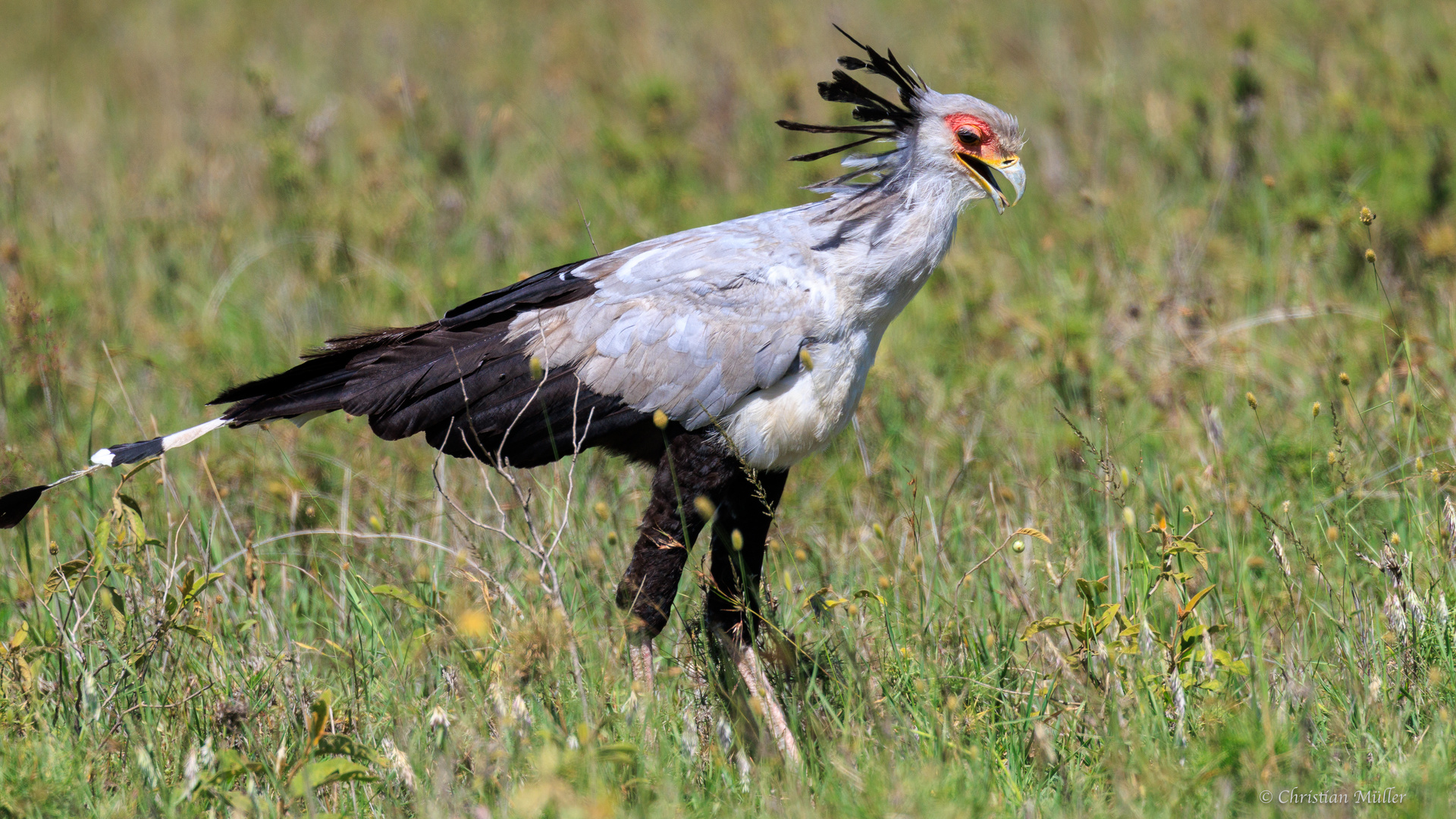 Sekretär in der Serengeti