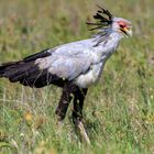 Sekretär in der Serengeti