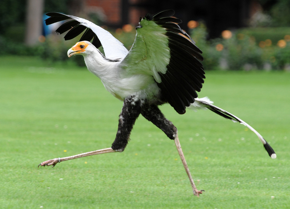 Sekretär - Nur fliegen ist schöner