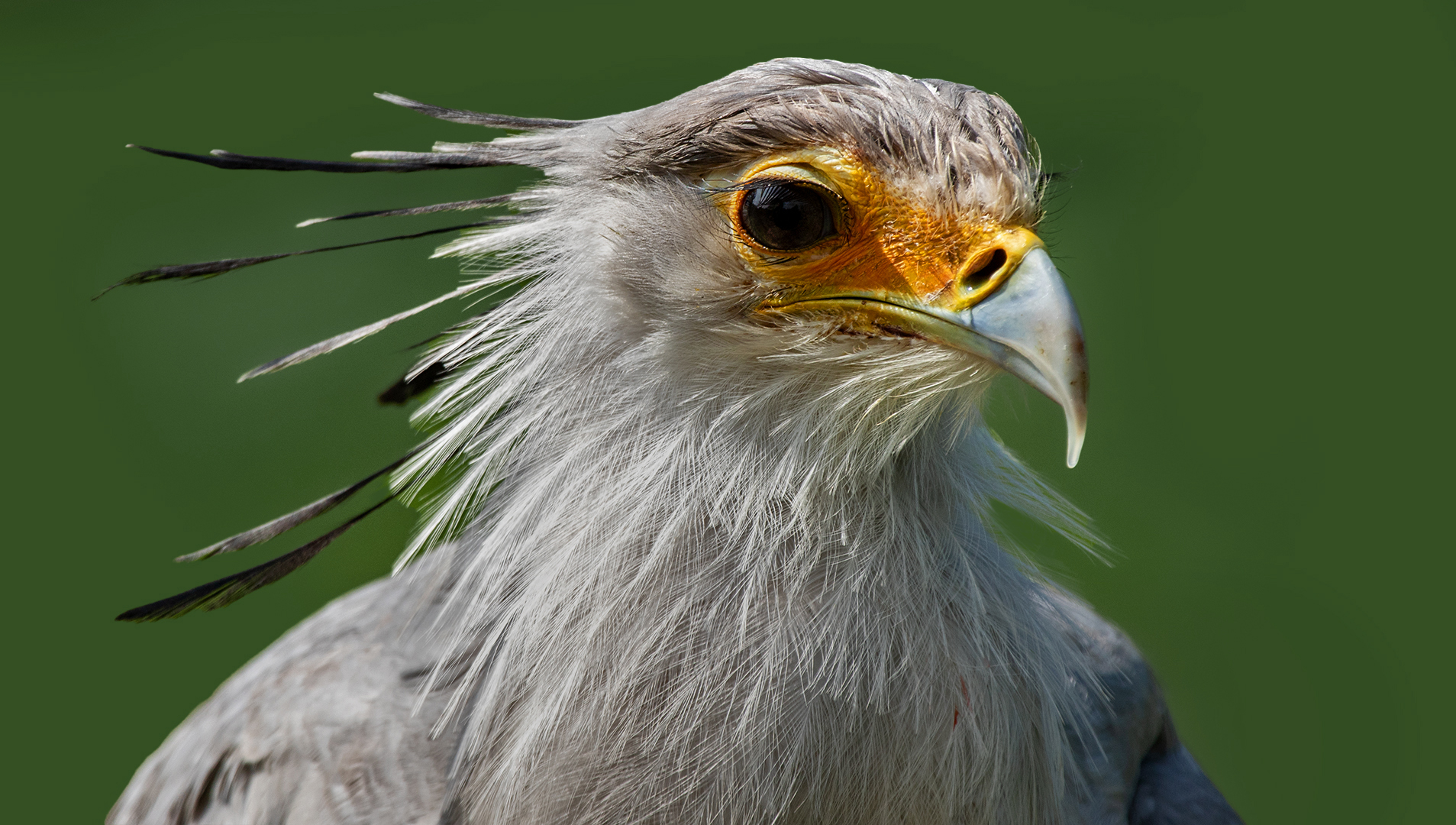 Sekretär-Portrait 001 