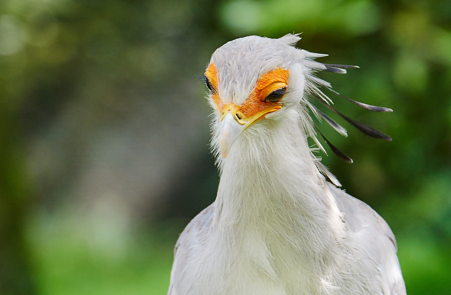 Sekretär Portrait