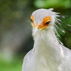 Sekretär Portrait