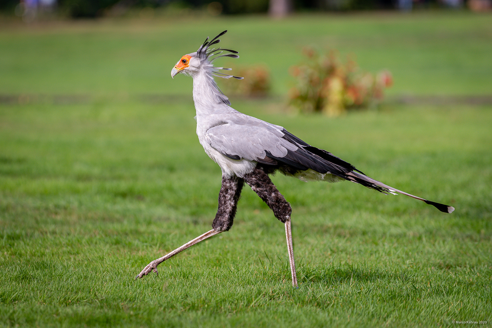 Sekretär (Sagittarius serpentarius)