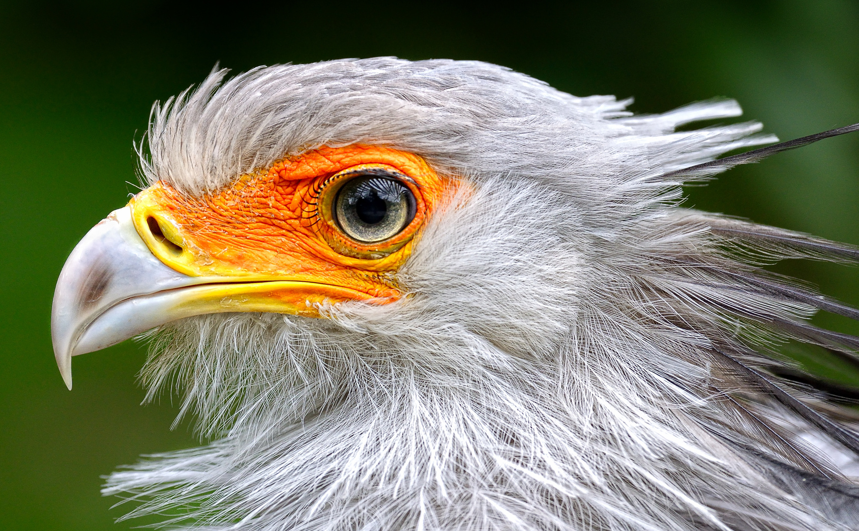 Sekretär (Sagittarius serpentarius)