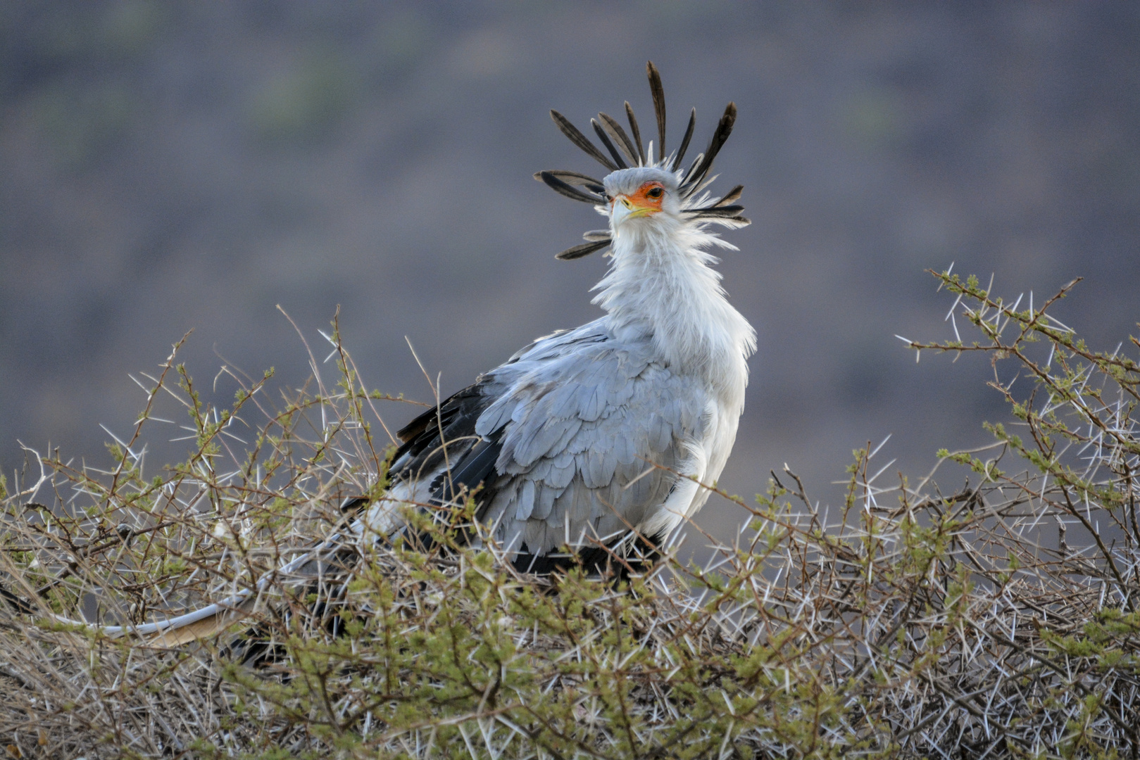 Sekretär. Samburu NP, Kenia